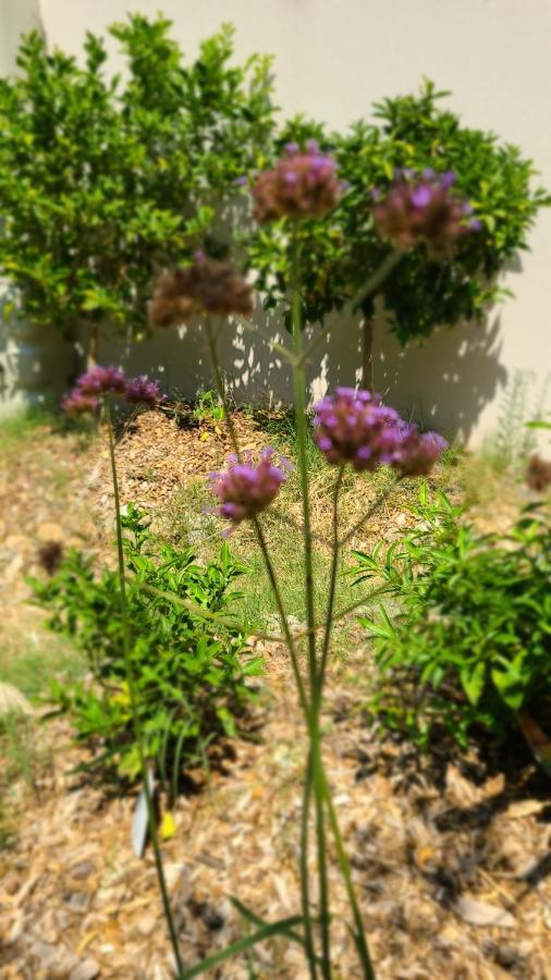 蒙彼利埃Chez Nous Dans Notre Petit Jardin公寓 外观 照片