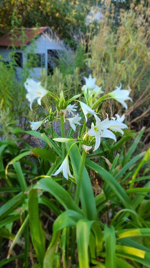 蒙彼利埃Chez Nous Dans Notre Petit Jardin公寓 外观 照片